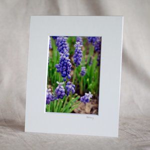 "Hyacinths" 5x7 Photography Print